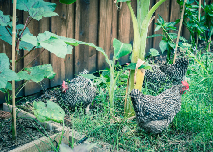 Ep. 109  Chickens and the Garden